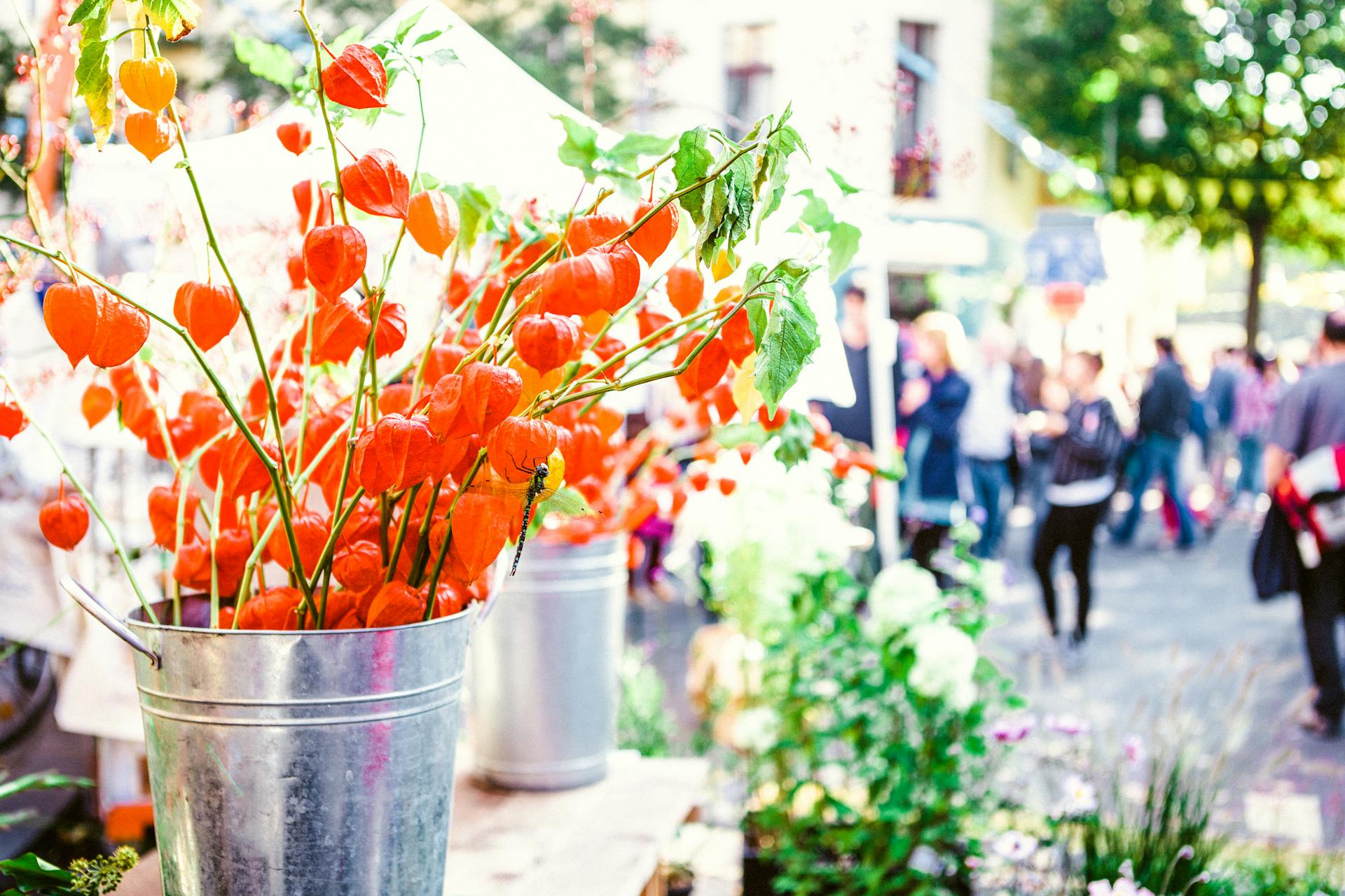 Brightly colored physalis flowers in buckets at a Berlin street market.