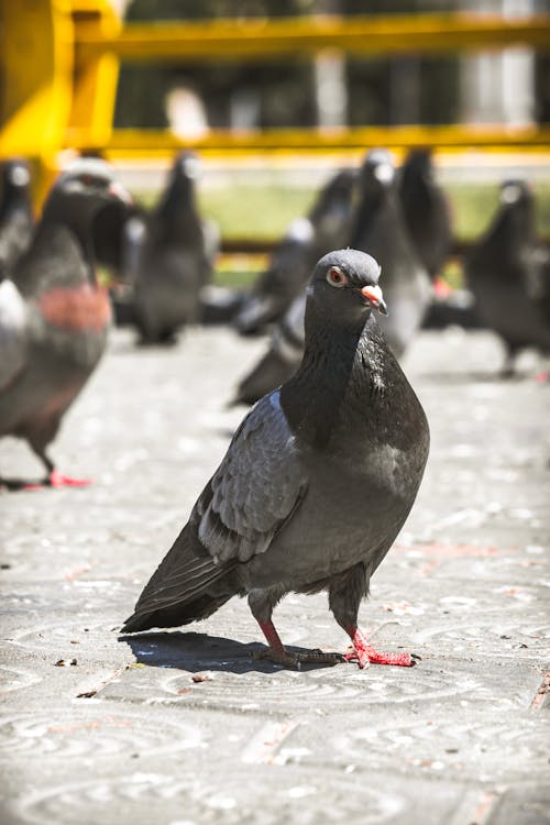 Close-up Photo of a Pigeon on Pavement