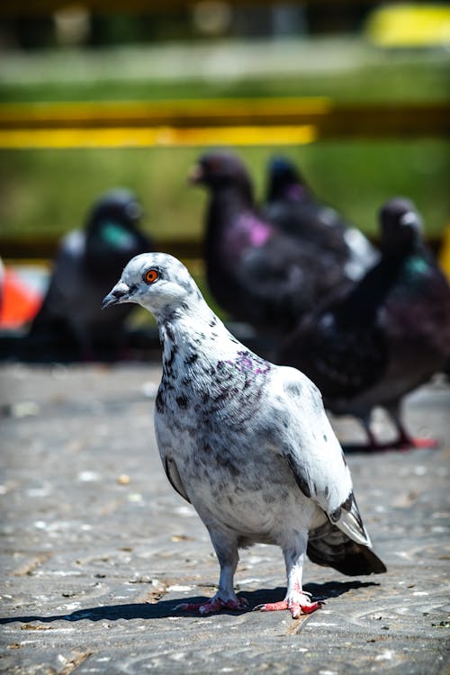Free Pigeon Perched on Pavement Stock Photo