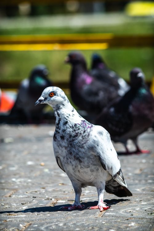 Free A close-up view of pigeons perched on a pavement with a blurred background, showcasing their detail and plumage. Stock Photo