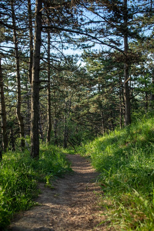 Foto d'estoc gratuïta de arbres verds, bosc, boscos