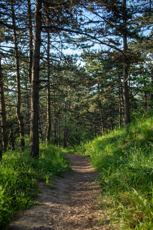 Free A picturesque trail winding through a lush forest with vibrant green grass and trees. Stock Photo