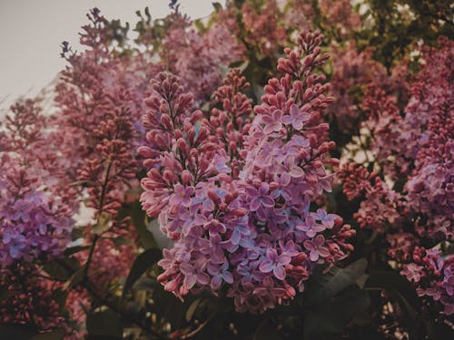 無料 ピンクの花と緑の植物 写真素材