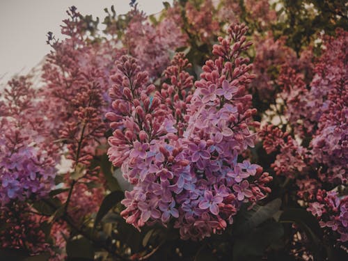 Green Plant With Pink Flowers