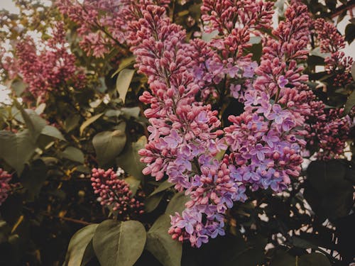 紫色のライラックの花の選択的焦点写真