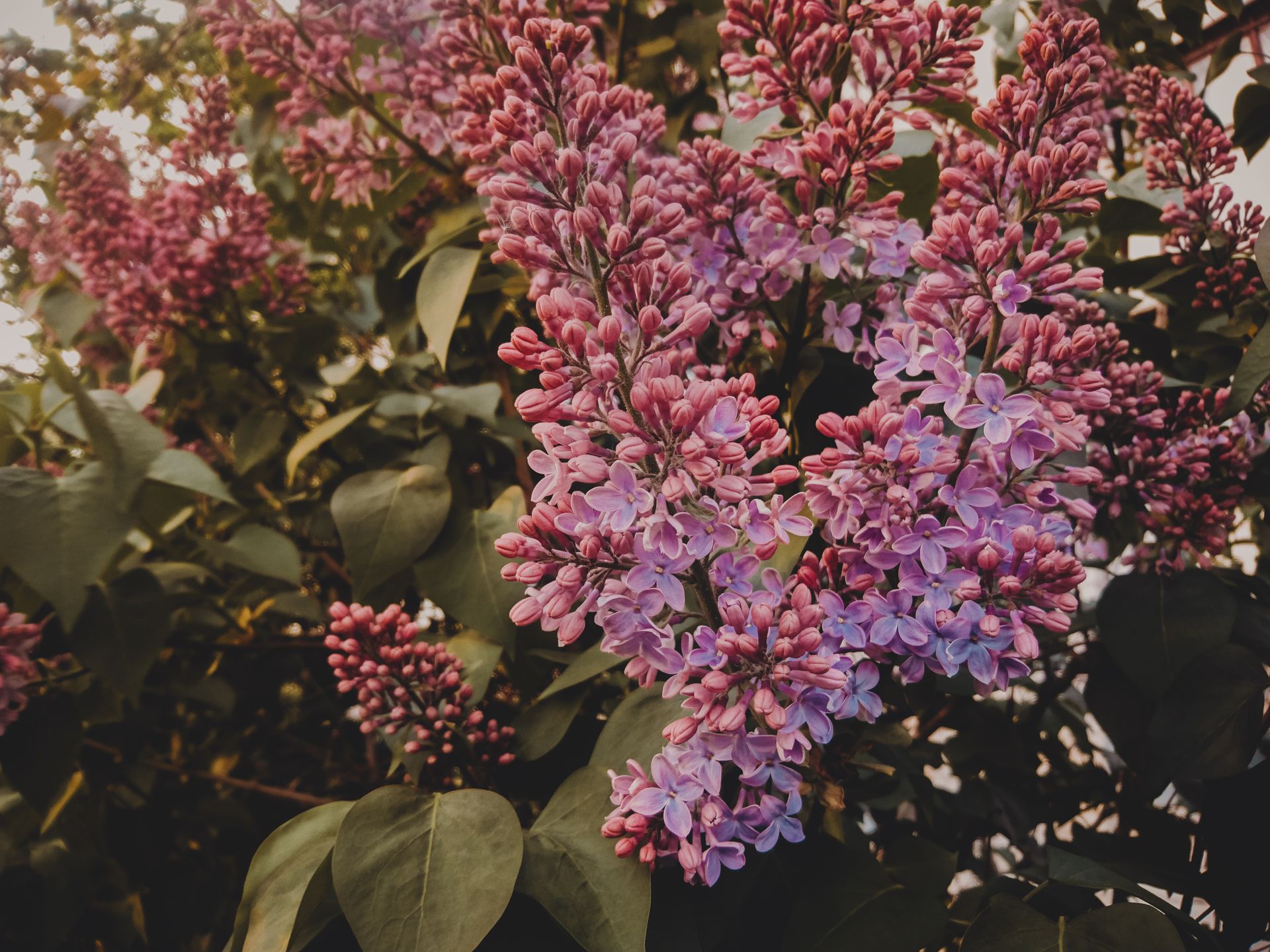Selective Focus Photography of Purple Lilac Flowers