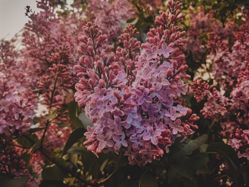 Pembe Leylak çiçeklerinin Seçici Odak Fotoğrafı