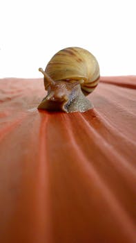 特写镜头捕捉了蜗牛在红色纹理表面的细节与图案