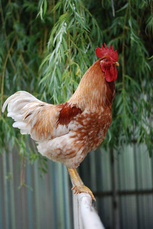 White and Brown Rooster Perched on Metal 