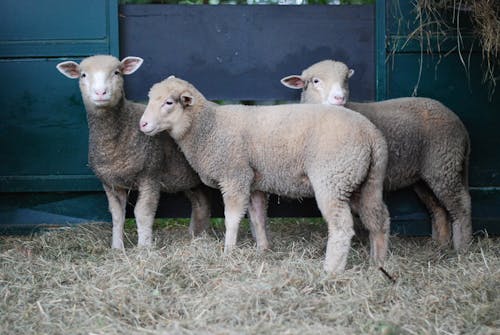 Young Sheep on Farm