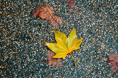 Free Vibrant yellow and brown maple leaves on a wet, textured gravel path in fall. Stock Photo