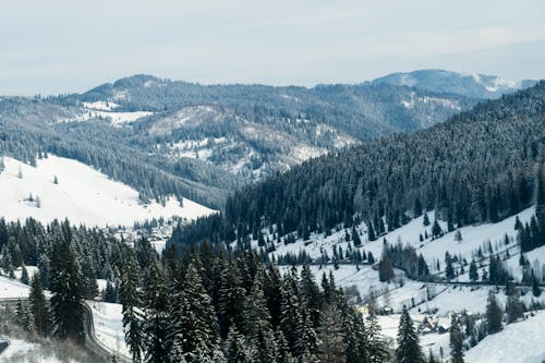 Pine Trees on Mountains