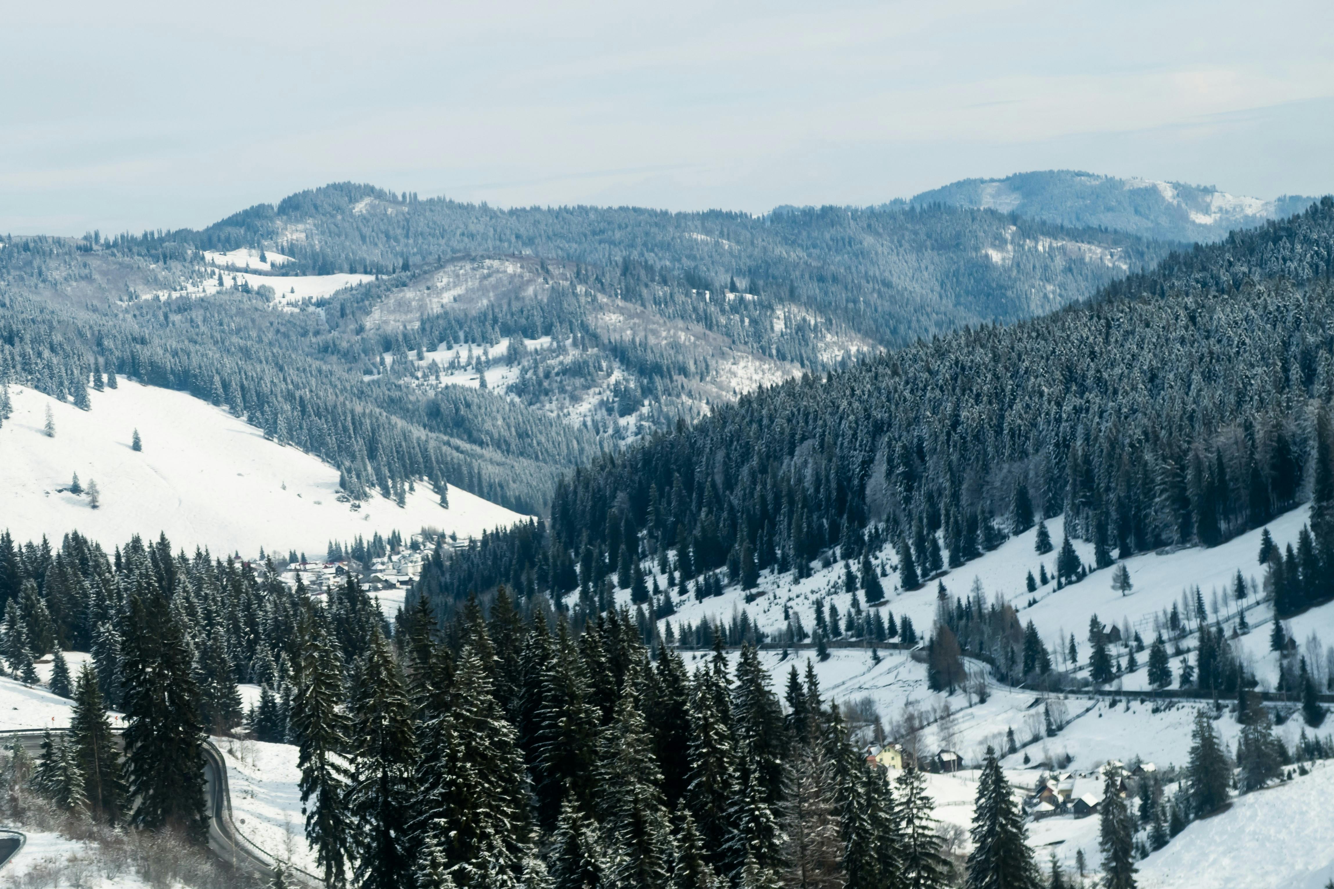 Green Pine Trees · Free Stock Photo