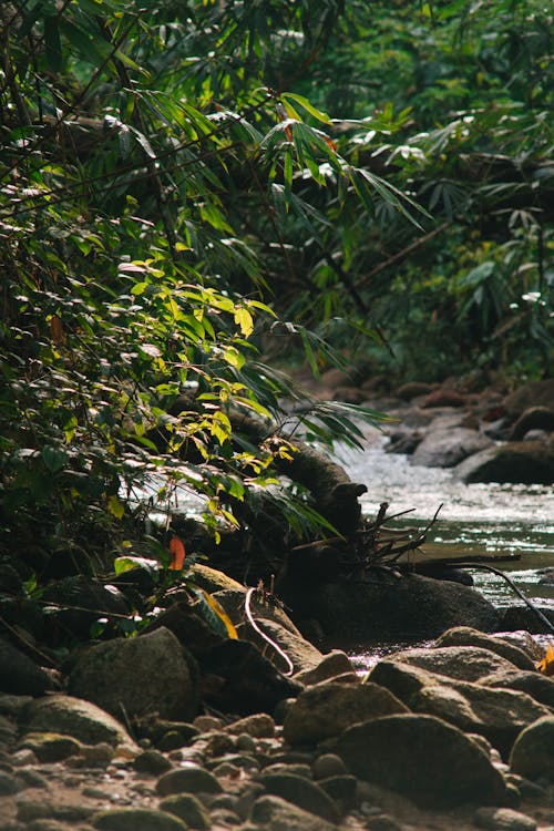 강, 개울, 나뭇잎의 무료 스톡 사진