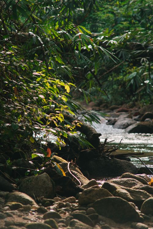 Free A tranquil creek flowing through a lush green forest with rocks and foliage. Stock Photo