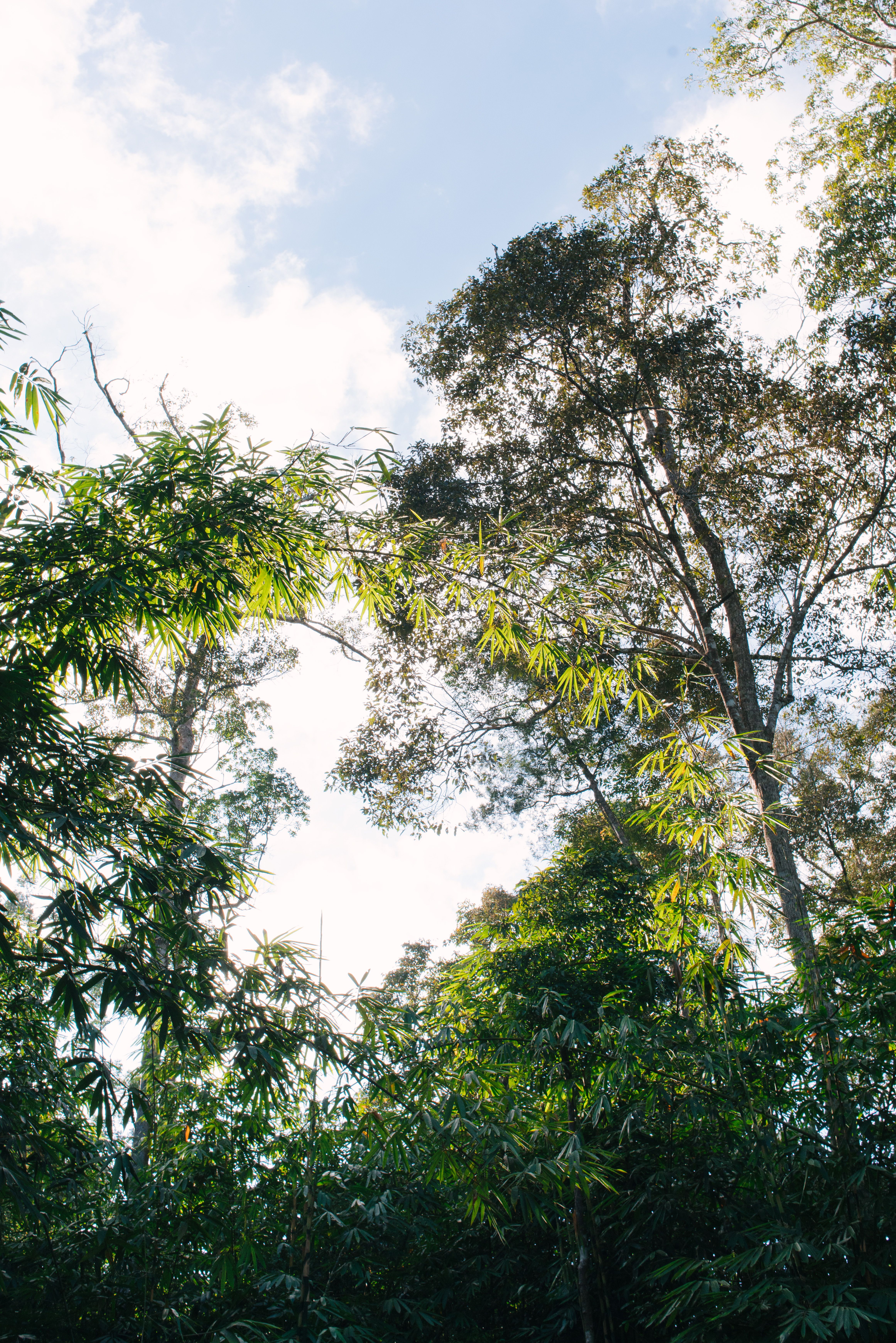 Green Trees under Blue Sky · Free Stock Photo
