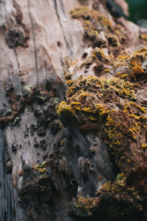 Free Selective Focus of Mosses on Tree trunk Stock Photo