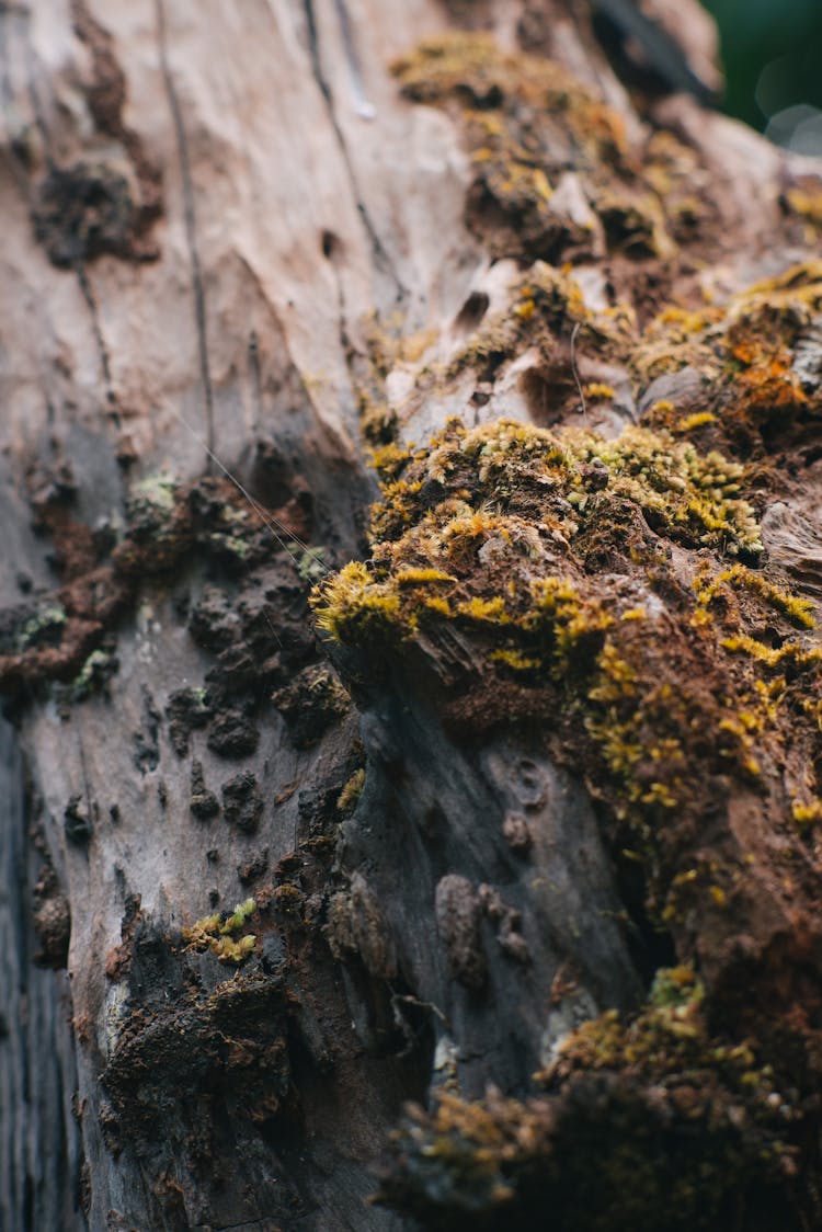 Selective Focus Of Mosses On Tree Trunk