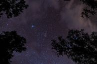 Silhouette of Trees Under Starry Night