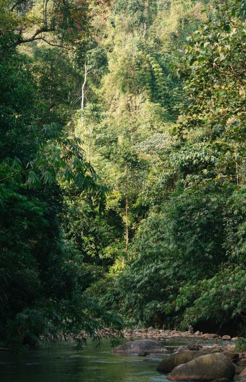 Free A serene view of lush greenery and a peaceful river flowing through a forest. Stock Photo