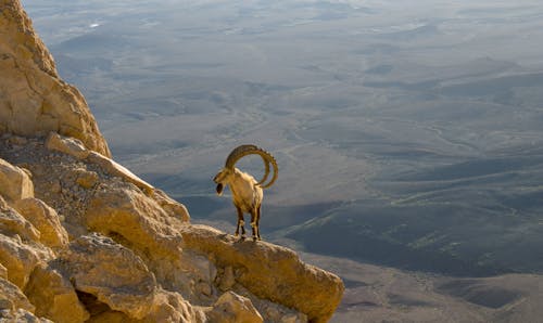 Gratis lagerfoto af alpine ibex, bjerg, bjergged