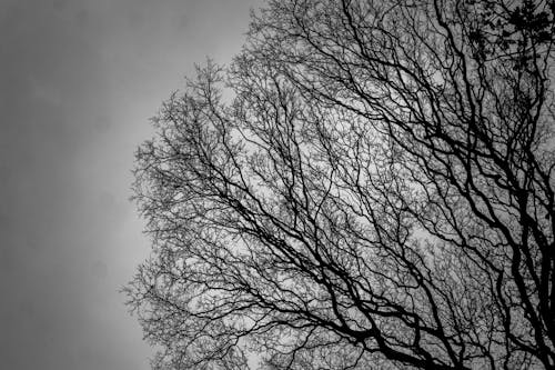 Grayscale Photo of a Leafless Tree