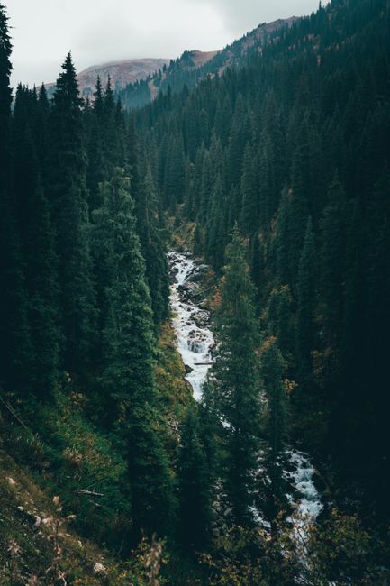 Lush pine forest with a winding stream in Almaty, Kazakhstan's serene mountain landscape.