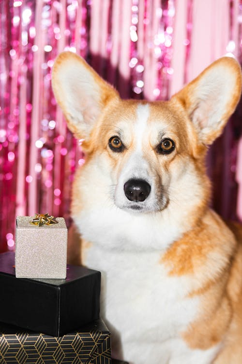 Cute Corgi by Pile of Gifts