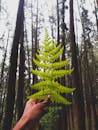 在茂密高大的森林里，一只手握着绿色的蕨类植物叶子