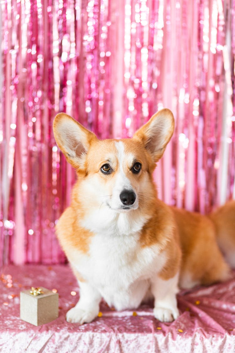 Corgi Dog In Pink Background