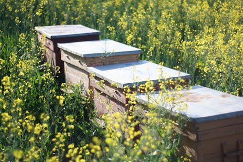 Photos gratuites de apiculture, campagne, champ