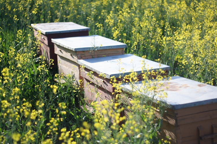 Beehives Standing Among Flowers