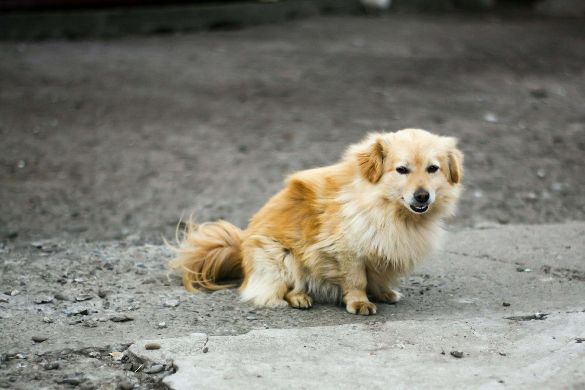 Brown Kokoni Dog Sitting on Ground