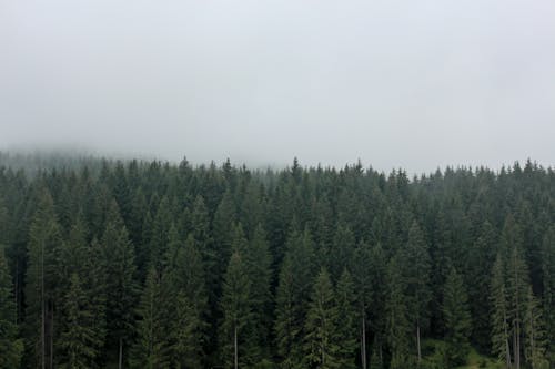 Δωρεάν στοκ φωτογραφιών με δασικός, δέντρα, λήψη από drone