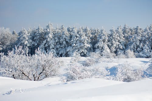 Ingyenes stockfotó befagyott, hideg, hóval borított témában Stockfotó
