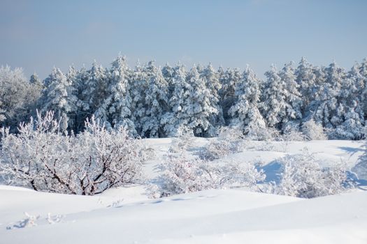 Pristine snow-covered forest capturing the serene beauty of winter.