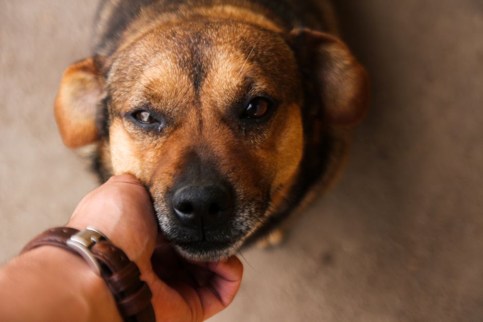 Close-up of a cute brown dog being lovingly petted by a human hand.