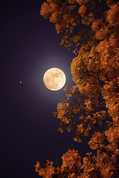 buenas noches. luna creciente dorada sobre el fondo del cielo