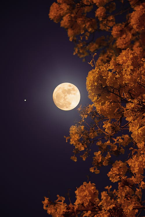 Foto stok gratis bulan purnama, cabang, daun musim gugur