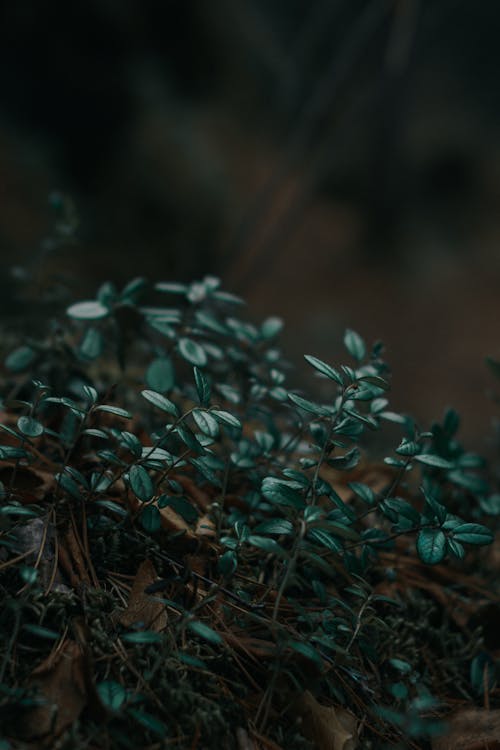 Základová fotografie zdarma na téma detail, listoví, listy