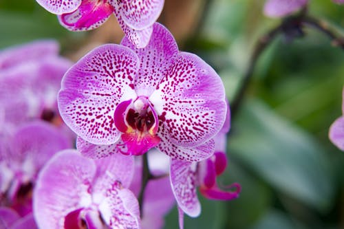 無料 紫の花のマクロ撮影 写真素材