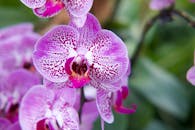 紫色的蝴蝶兰在户外生动地盛开，展现了大自然的美丽