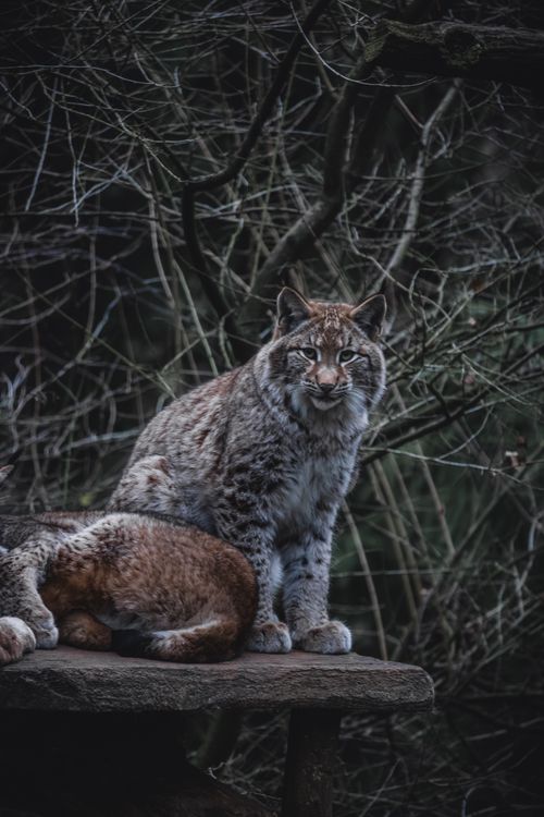 Free A striking bobcat perched on a rock amidst dense foliage, embodying the wild essence. Stock Photo