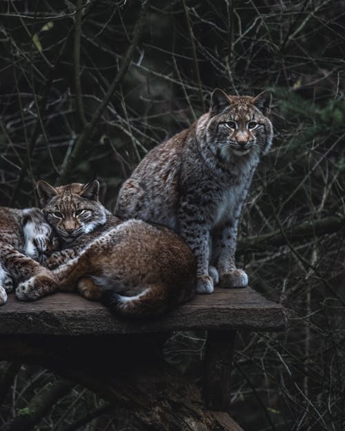 Bobcats Resting on Platform