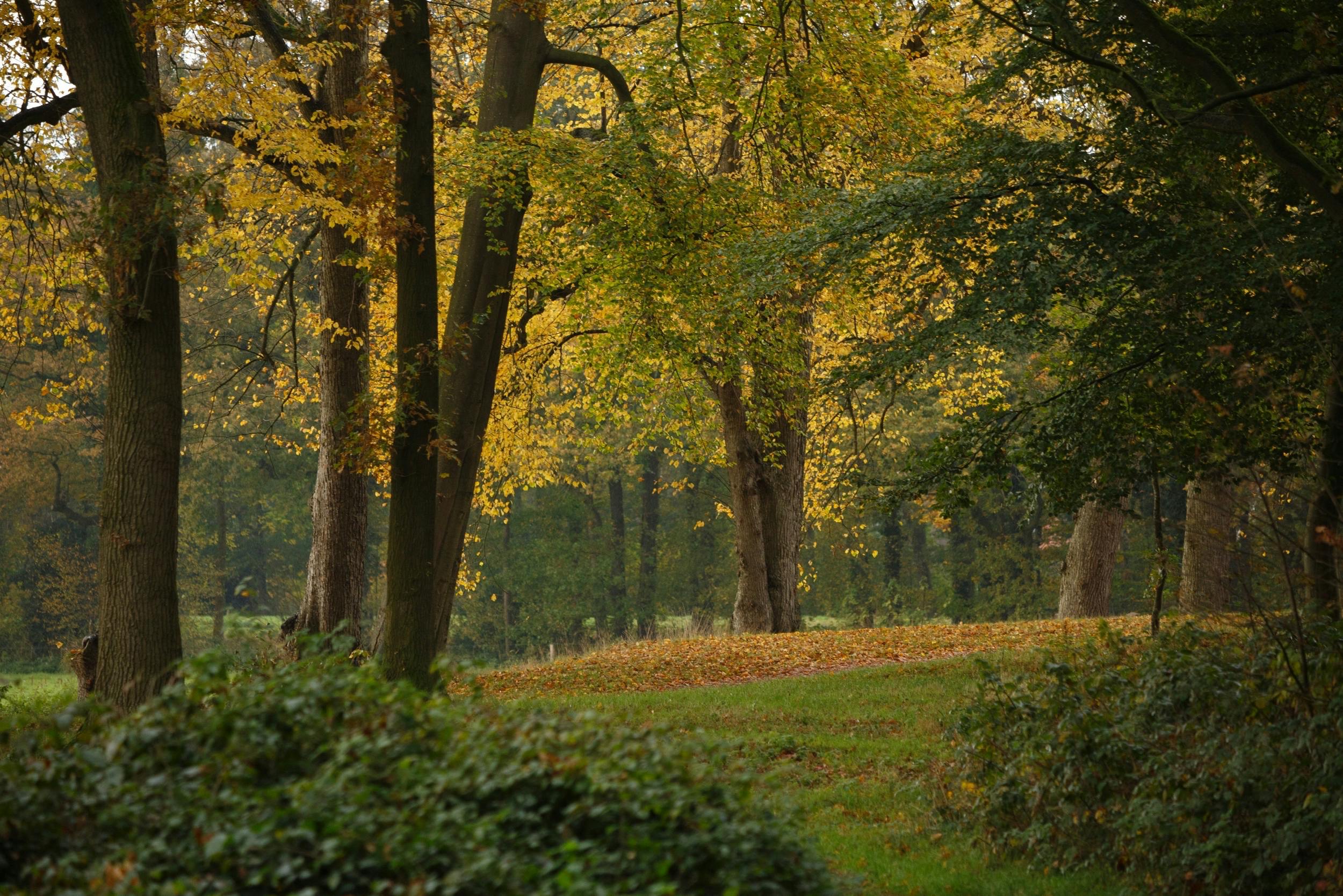 view of a forest in autumn