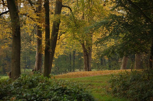 Foto profissional grátis de árvores, declínio, floresta