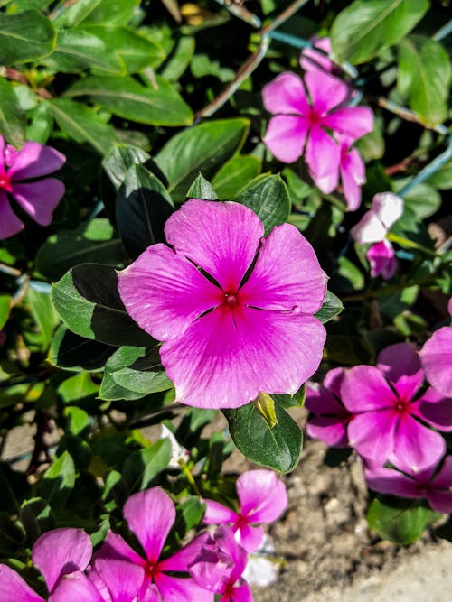 アートフラワー, ピンクの花, 咲く花の無料の写真素材