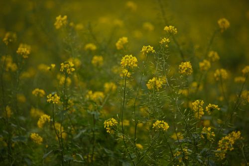 Free Close-up of vibrant yellow mustard flowers in a lush green field, showcasing nature's beauty. Stock Photo