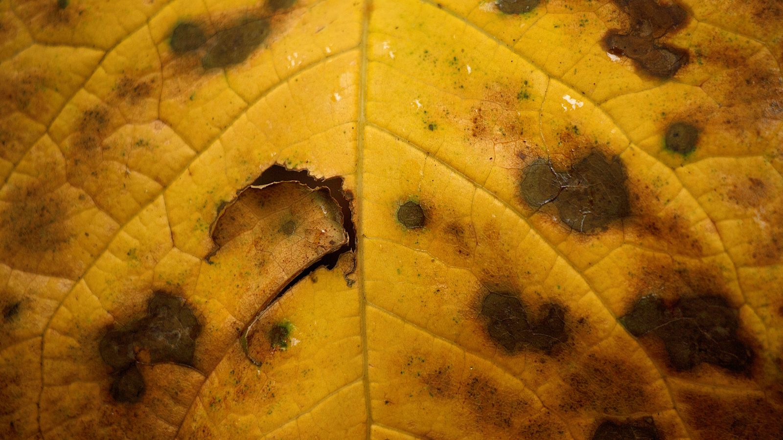 Macro photograph of a yellow leaf with dark spots revealing decay or infection.