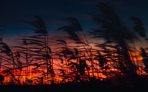 Free Wind-swept grass silhouetted against a dramatic sunset sky in Poland, creating a vibrant and moody scene. Stock Photo